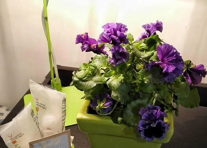 Donnaciccinatrapani 里里耶沃